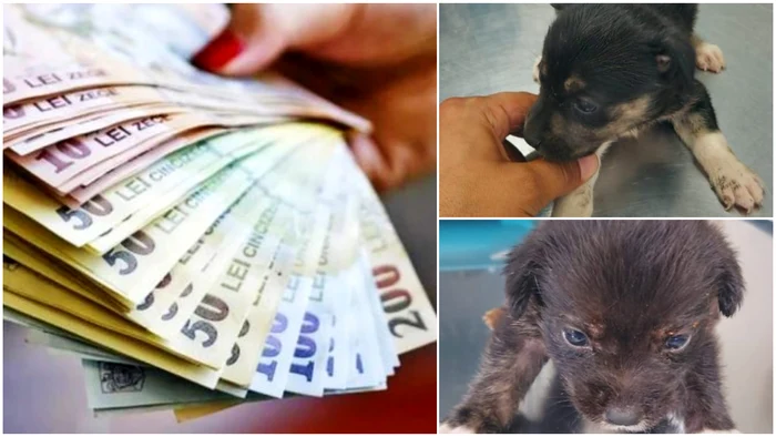 Bărbatul care a abandonat 7 cățeluși a fost amendat! Foto: colaj/sansanews