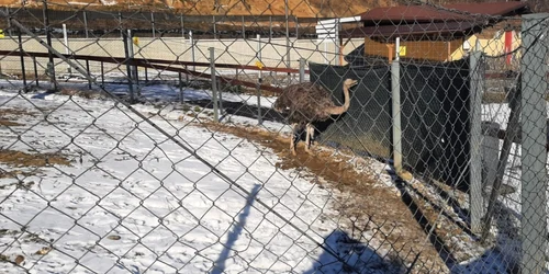 Cum trec iarna animalele de la Zoo Braşov FOTO Ioan Buciumar