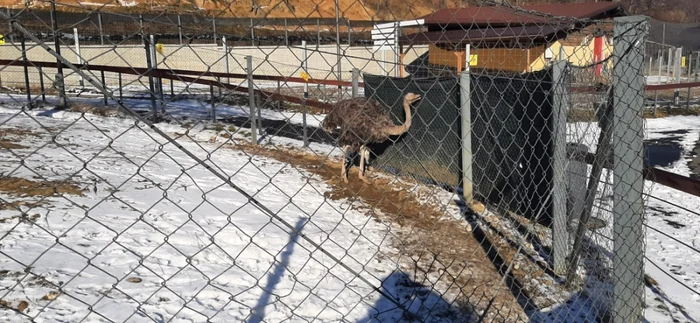 Cum trec iarna animalele de la Zoo Braşov FOTO Ioan Buciumar