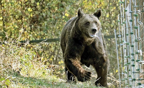 Bobiţă, rebotezat King, a ajuns la Zărneşti