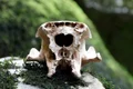 skull 6821084 1280 jpg