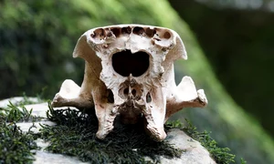 skull 6821084 1280 jpg