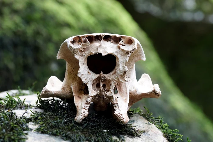 Paranthropus robustus mergea în picioare / foto: Pixabay