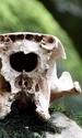 skull 6821084 1280 jpg