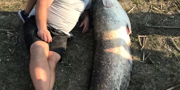 peste de 70 kg prins in prut FOTO Monitorul de Botosani png