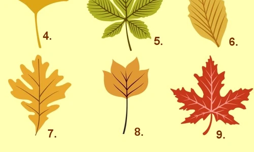 1 84025 original jpg jpeg