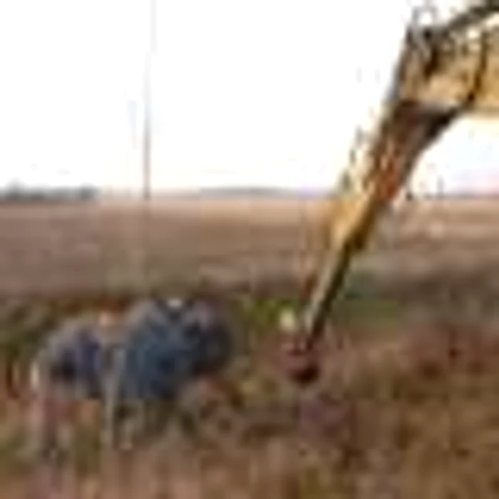 Peste 50 de voluntari au participat la plantări