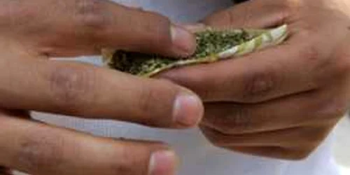 Tânărul a recunoscut că a cumpărat plantele din Constanţa pentru consum propriu