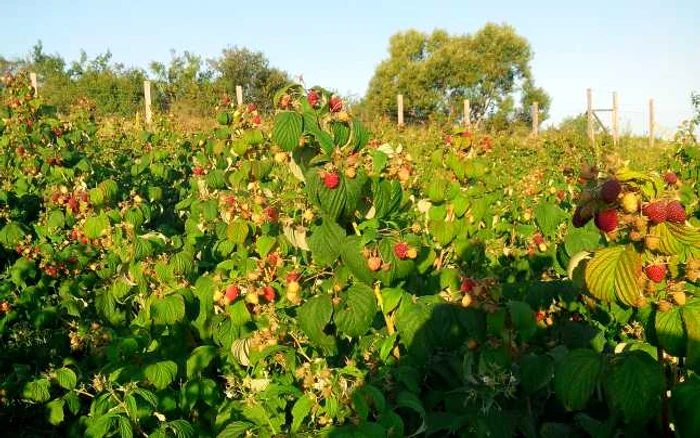 În Portugalia se caută culegători de zmeură FOTO Adevărul