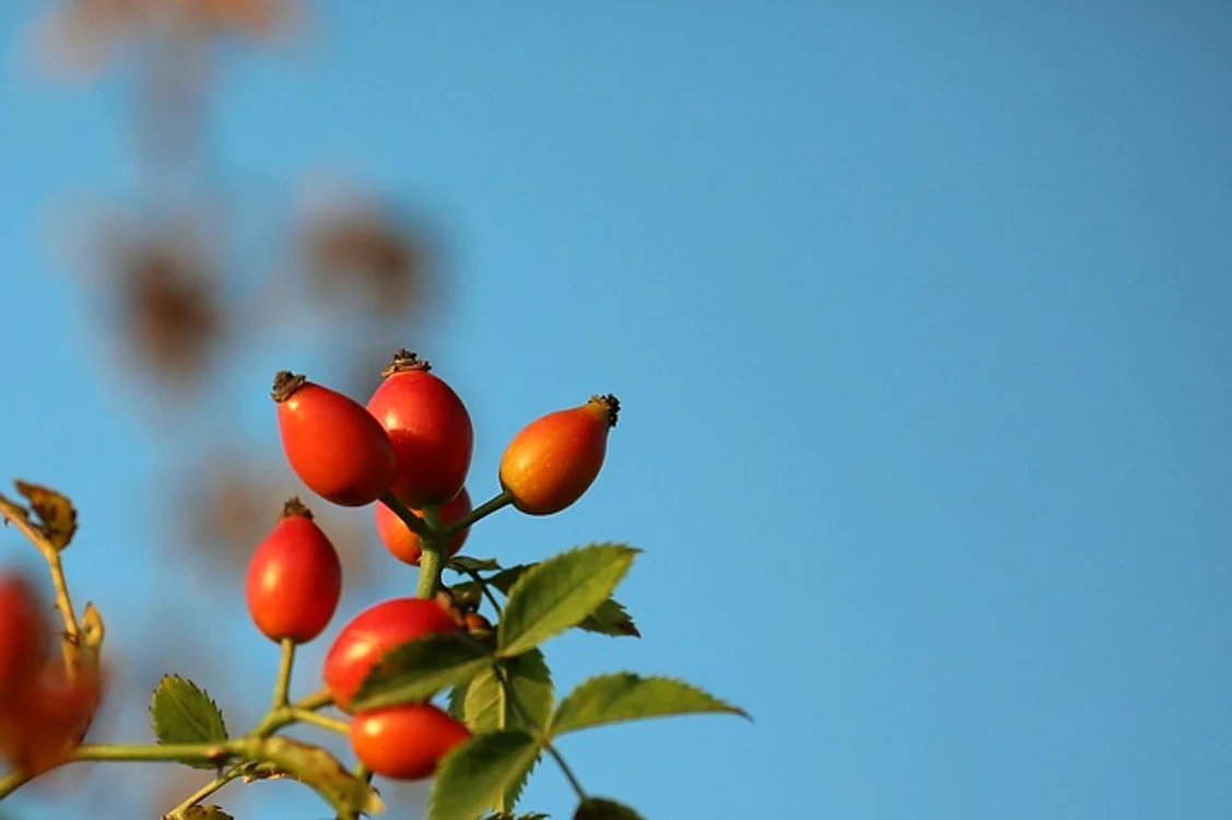 
    Măceșele sunt o sursă importantă de vitamina CFoto: pixabay.com  