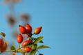 rosehip 3694576 640 jpeg