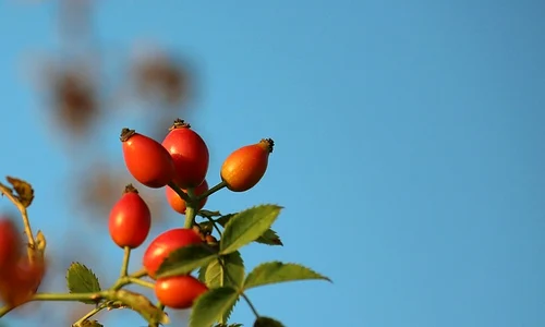 rosehip 3694576 640 jpeg