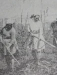 Cum se măsluiau în comunism producţiile pentru planul cincinal şi unde ajungeau cerealele de la noi jpeg