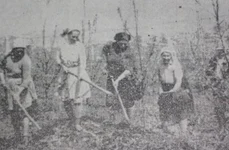 Cum se măsluiau în comunism producţiile pentru planul cincinal şi unde ajungeau cerealele de la noi jpeg