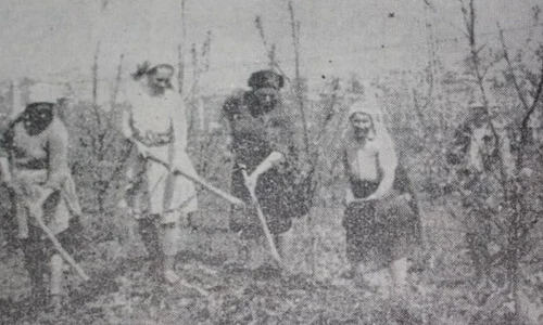 Cum se măsluiau în comunism producţiile pentru planul cincinal şi unde ajungeau cerealele de la noi jpeg
