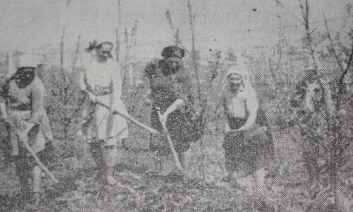 Cum se măsluiau în comunism producţiile pentru planul cincinal şi unde ajungeau cerealele de la noi jpeg