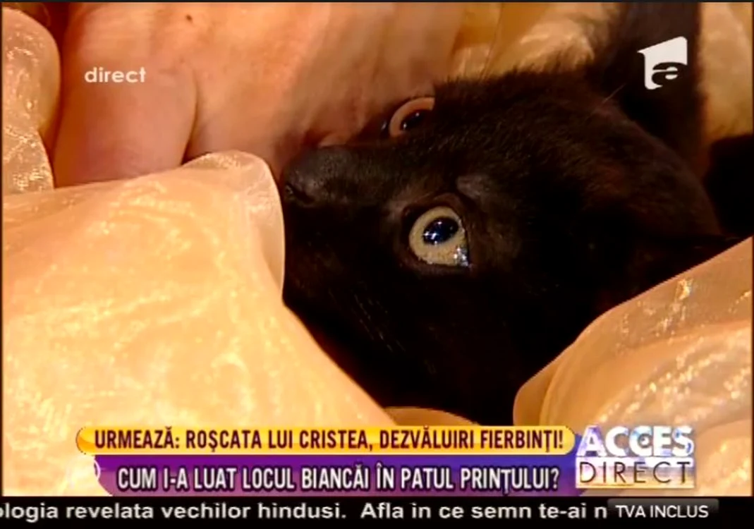 Pisica stătea cuminte în coşuleţ