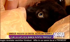 Pisica stătea cuminte în coşuleţ jpeg