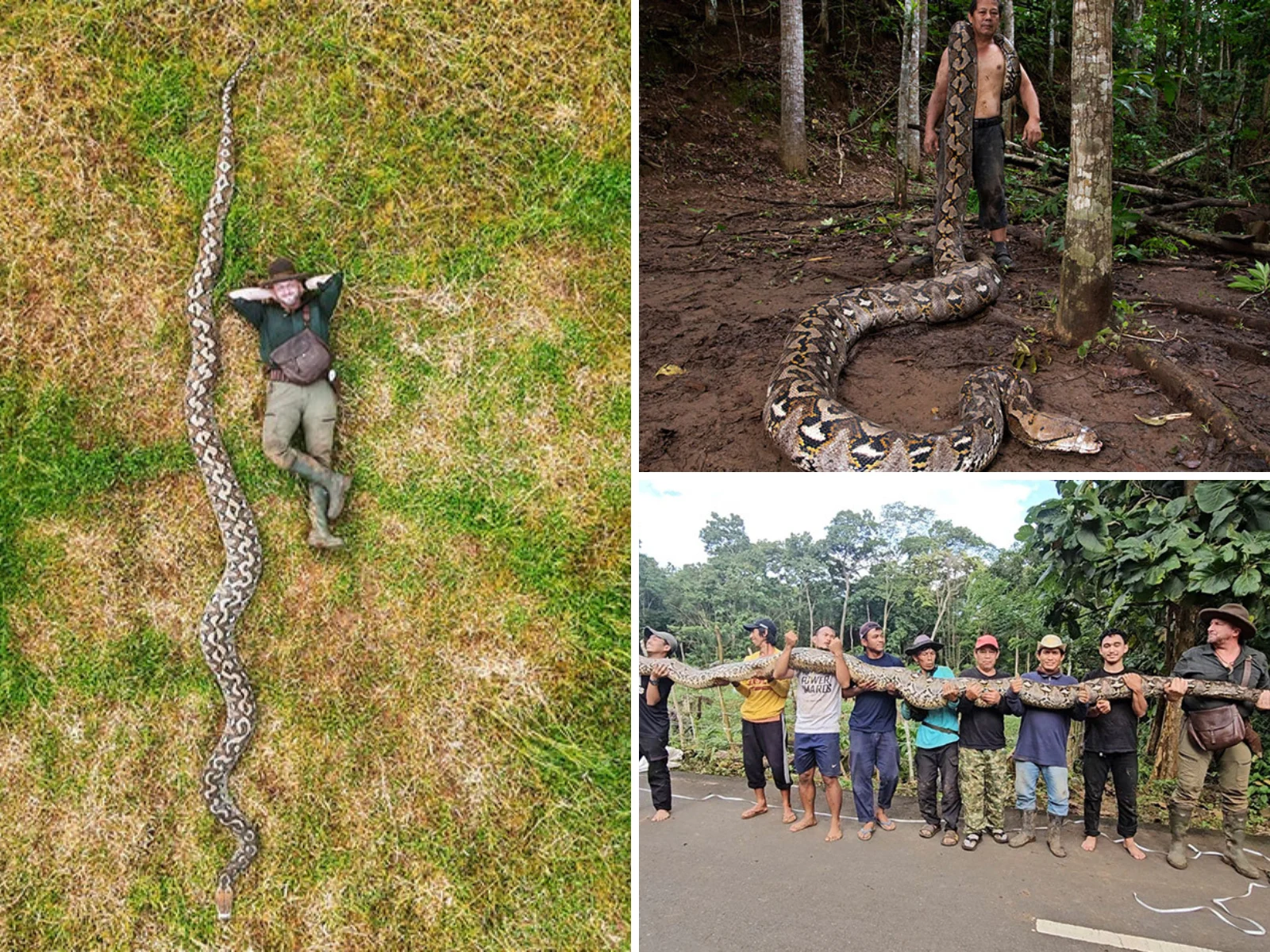 Cine este românul care a descoperit cel mai lung șarpe din lume: „Baroneasa” are o lungime de peste 7 metri și a intrat în Cartea Recordurilor