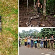 Radu Frențiu a descoperit cel mai lung piton fotoguinness world records png