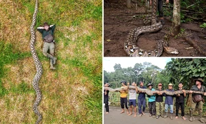 Radu Frențiu a descoperit cel mai lung piton fotoguinness world records png