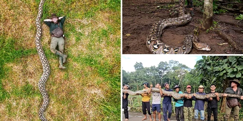 Radu Frențiu a descoperit cel mai lung piton fotoguinness world records png
