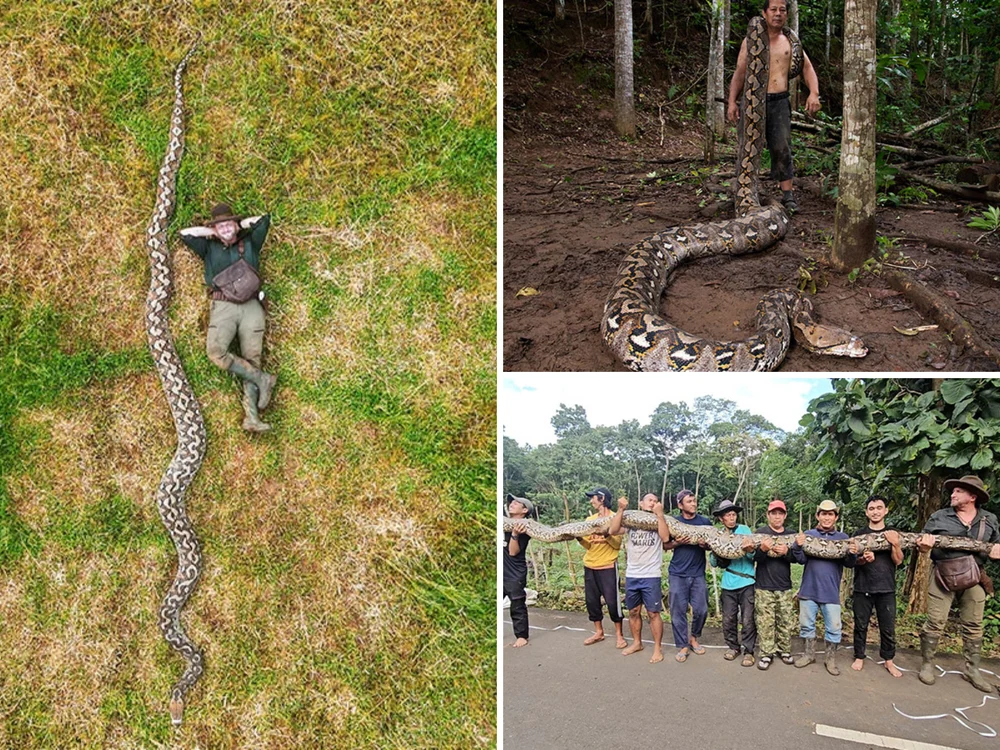 Cine este românul care a descoperit cel mai lung șarpe din lume: „Baroneasa” are o lungime de peste 7 metri și a intrat în Cartea Recordurilor