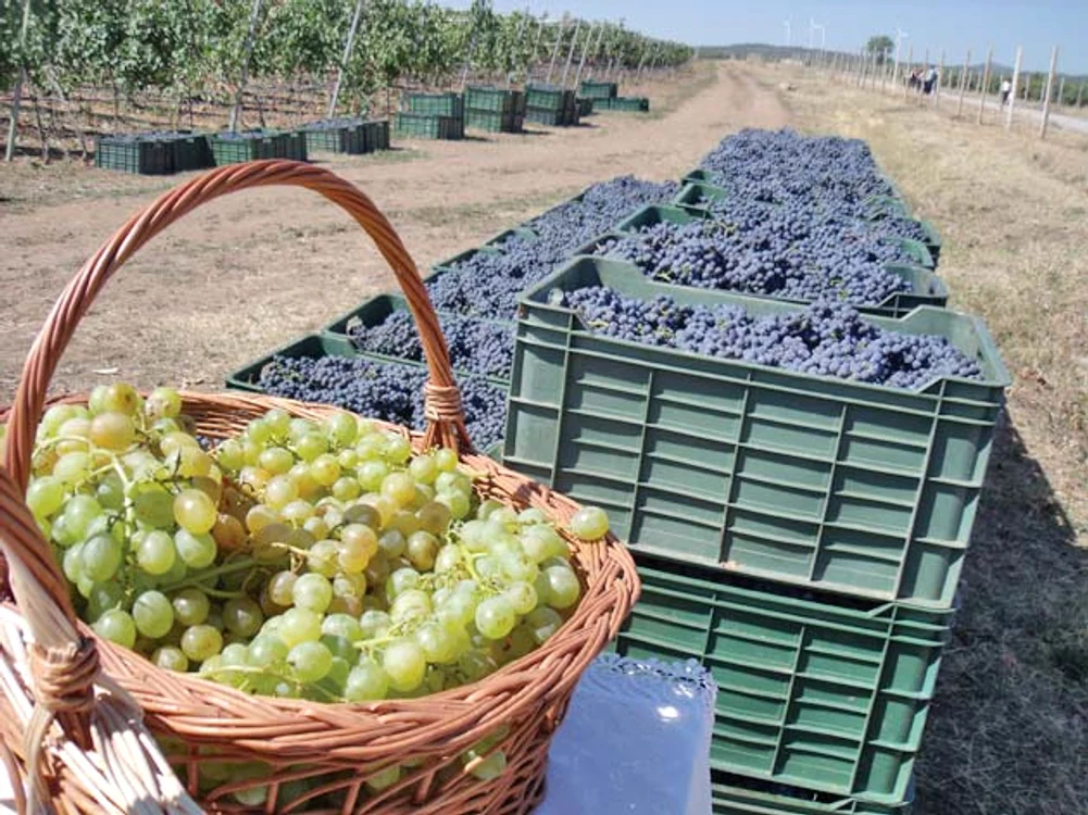 Strugurii conţin,  în acest an,  suficient zahăr 