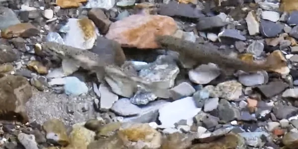 pastrav de munte