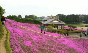 Grădina roz a devenit punct de atracție turistică în Japonia jpeg
