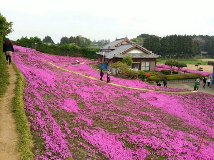 Grădina roz a devenit punct de atracție turistică în Japonia