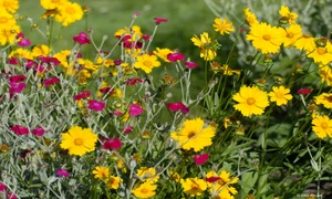 flori de camp jpeg