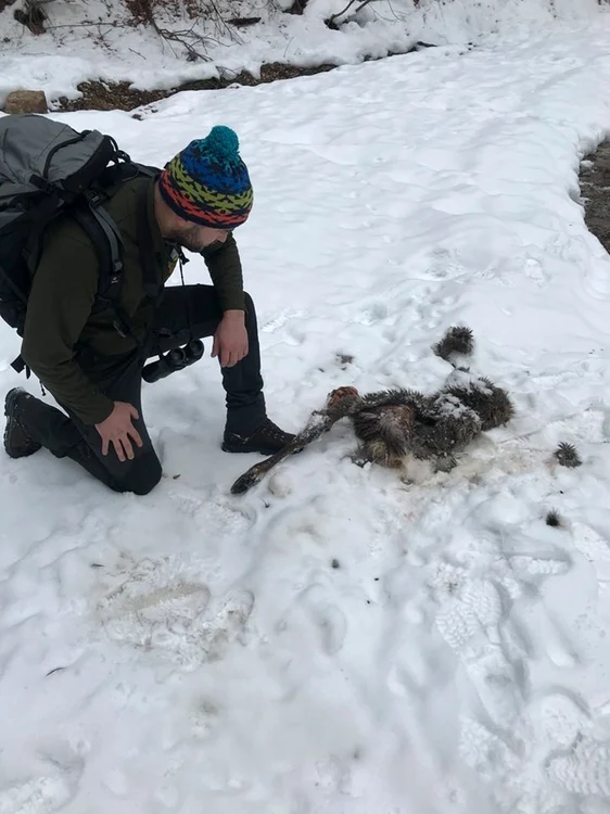 Rămăşiţele ciutei vânate de haita de lupi. Foto: Facebook/ Romsilva