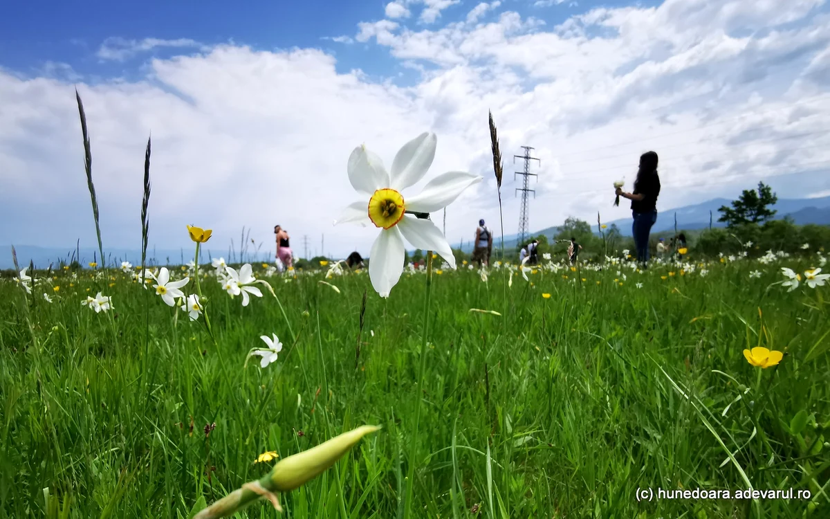 Fânațele cu narcise. Foto: Daniel Guță. ADEVĂRUL
