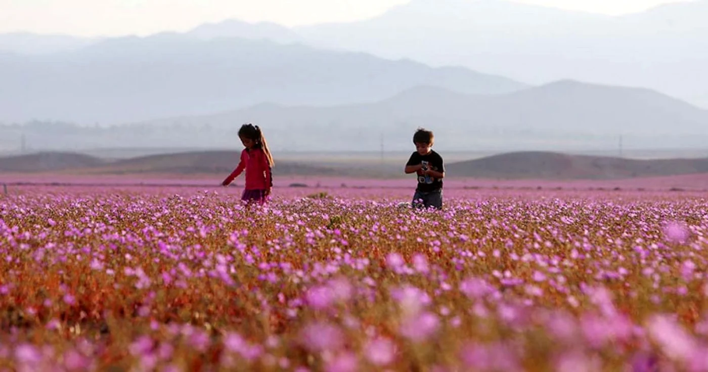 covor de flori in desertul atacama