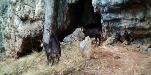 caprele negre din Parcul Natural Gradistea Muncelului Cioclovina jpg