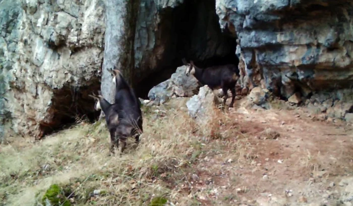 Capre negre în Munții Șureanu. Sursa: Parcul Natural Grădiștea Muncelului Cioclovina. 