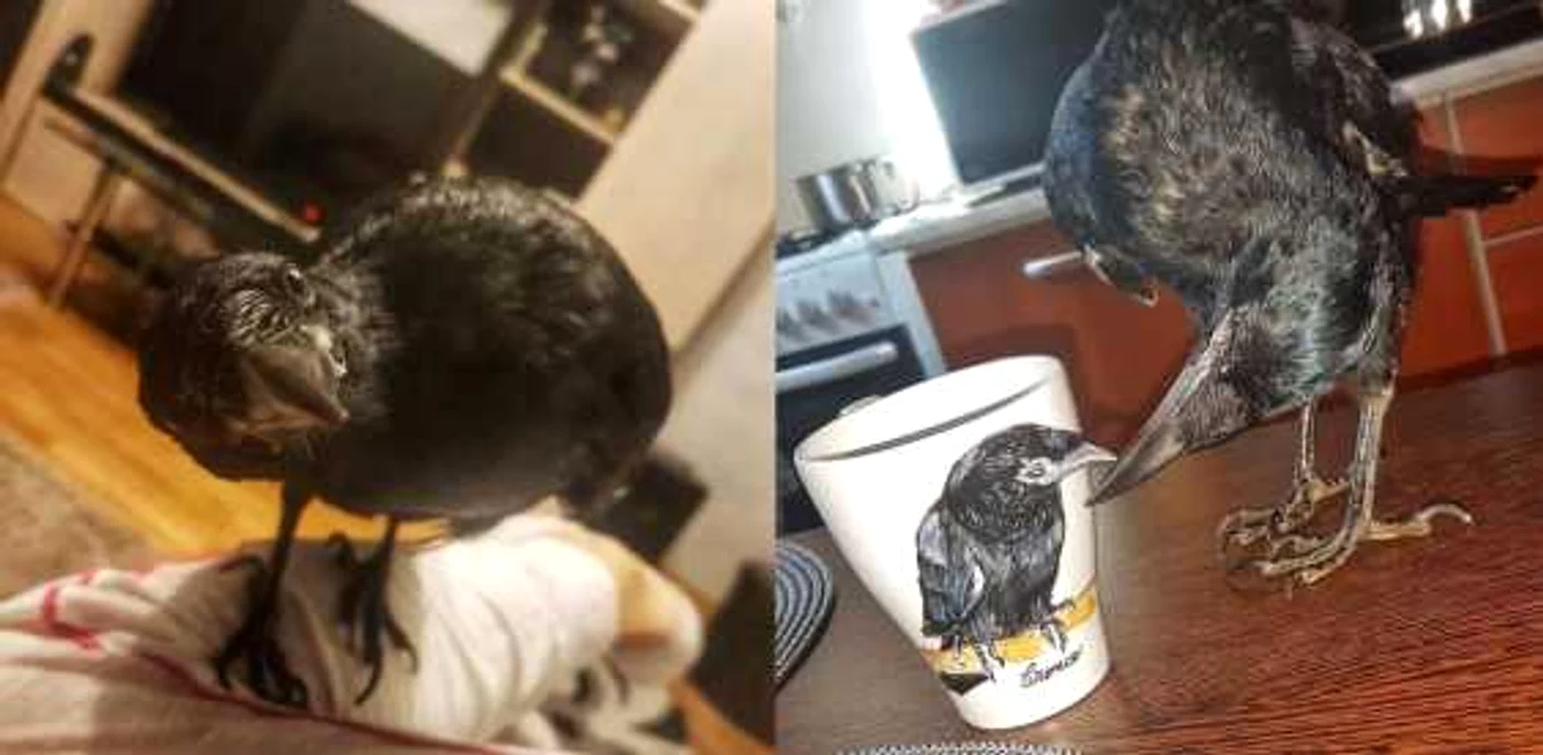 «Cronco» este ca un membru al familiei, fiind nedezlipit de cei doi tineri