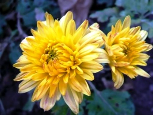 a51392630ee258dc69518f4b4d7f5db6 jpg jpeg