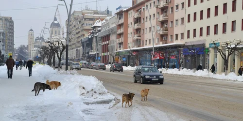 Străzile din centrul Bacăului au fost deszăpezite zilele acestea