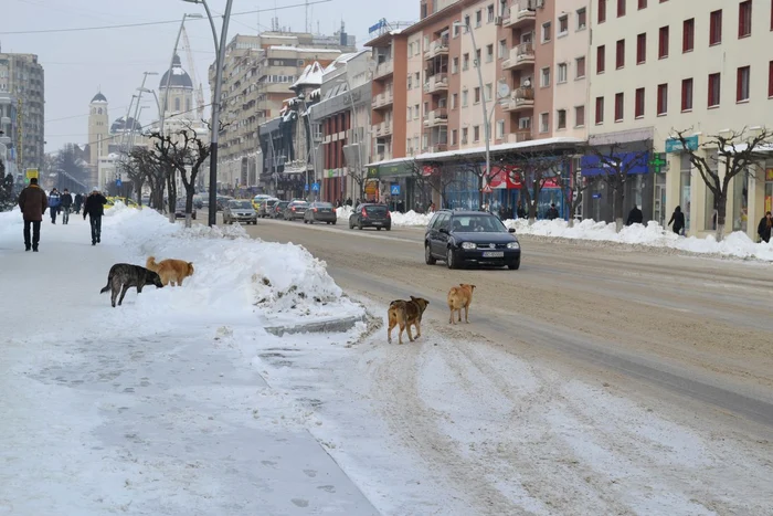 Străzile din centrul Bacăului au fost deszăpezite zilele acestea