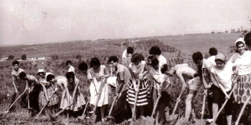 agricultura arad 1 jpg