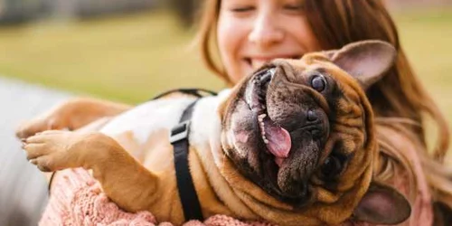 Bulldog francez FOTO Shutterstock