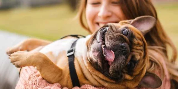 Bulldog francez FOTO Shutterstock 