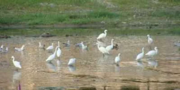 Râmnicu Vâlcea: Râul Olăneşti a fost „invadat” de stoluri de egrete şi raţe sălbatice