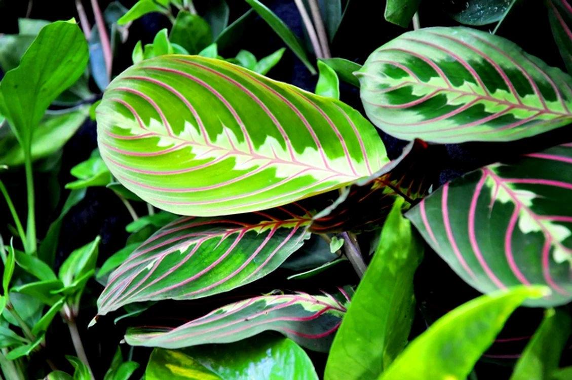 Maranta leuconeura. FOTO Ego.ro
