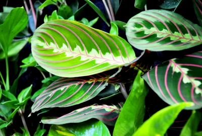 Maranta FOTO   ego ro webp