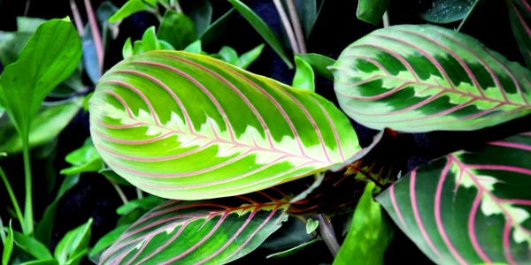 Maranta FOTO   ego ro webp