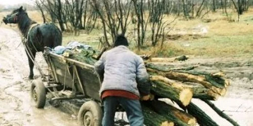 Polițiștii au confiscat tot materialul lemnos