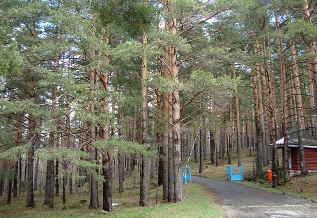Cele mai frumoase locuri din Vrancea: Rezervaţia de pini de la Gălăciuc